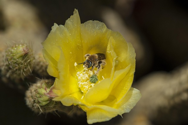 Free Bee Flower Background photo and picture