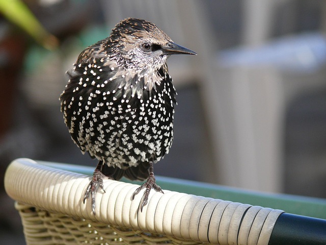 Free Bird Animal photo and picture