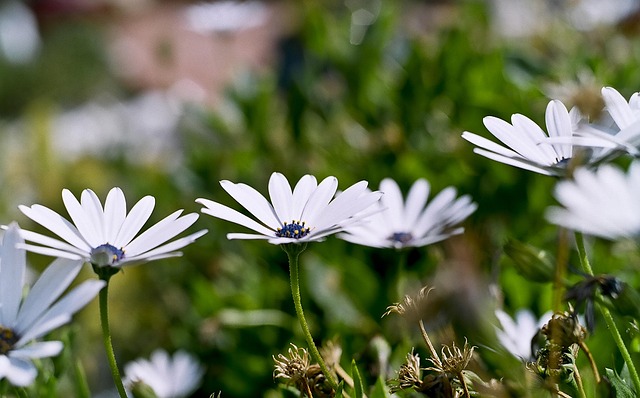 Free Flower Nature photo and picture