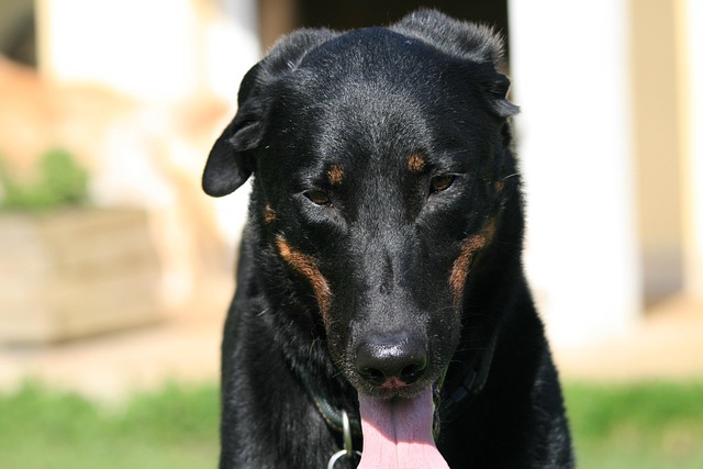 Free Beauceron Nature photo and picture