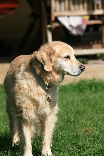 Free Golden Retriever Pet photo and picture