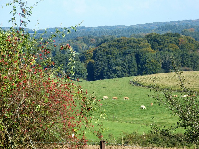 Free Nature Forest photo and picture