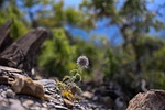 szamárkóró, plant, dry plant