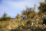 szamárkóró, plant, dry plant