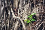 epipremnum aureum, plant, money plant
