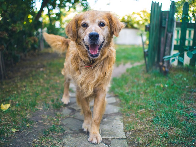 Free Dog Pet photo and picture