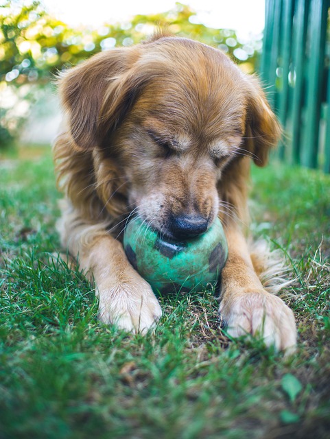 Free Dog The Game photo and picture