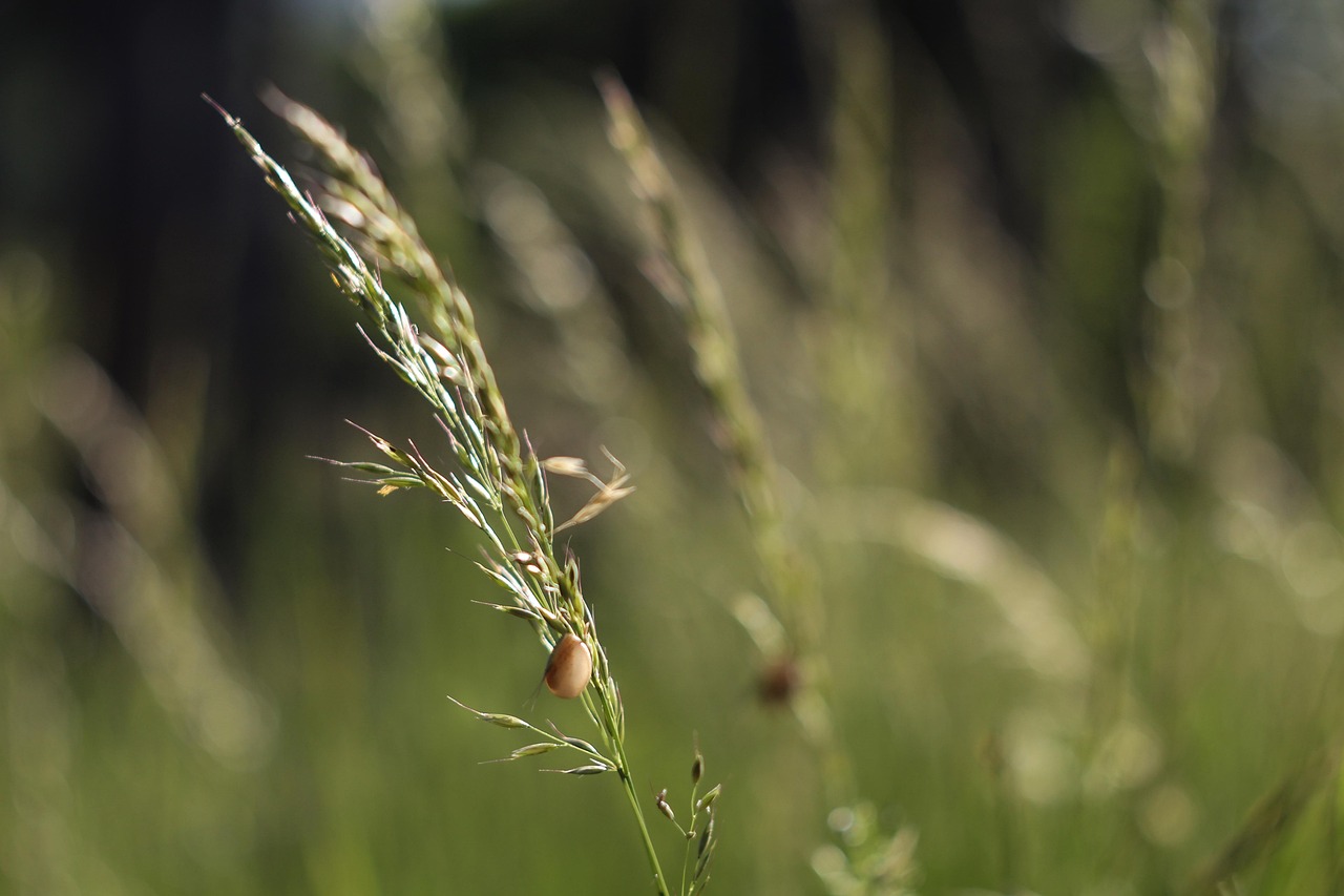 Snail Weed Blue Free Photo On Pixabay Pixabay