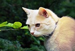 cat, furry, red tomcat