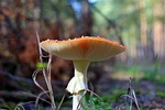 fly agaric red, poisonous mushrooms, autumn