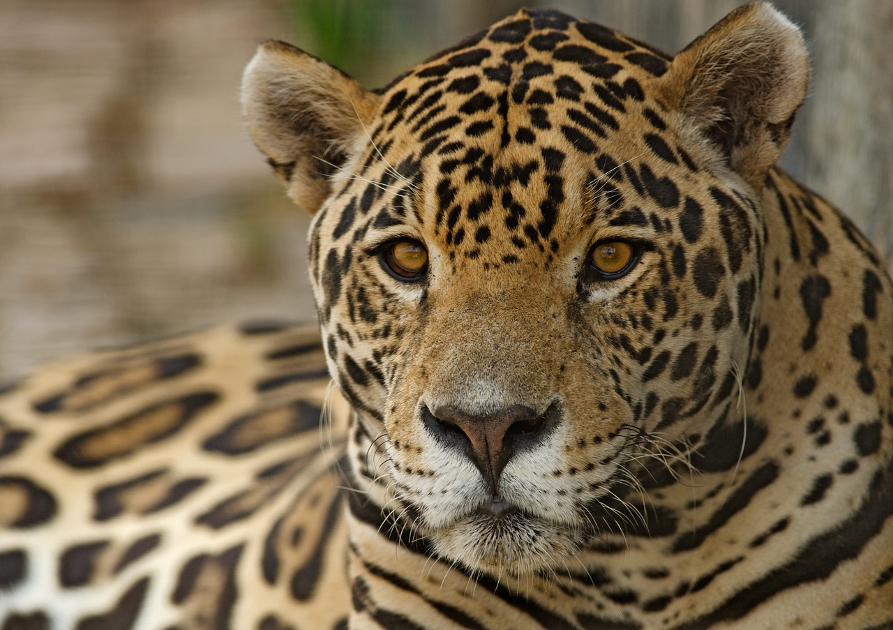 500 Free Jaguar Nature Photos Pixabay