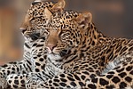 leopard, cub, rosettes