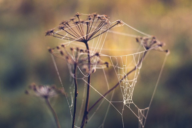 Free Spider'S Web Spider Web photo and picture
