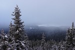 winter, christmas tree, snow