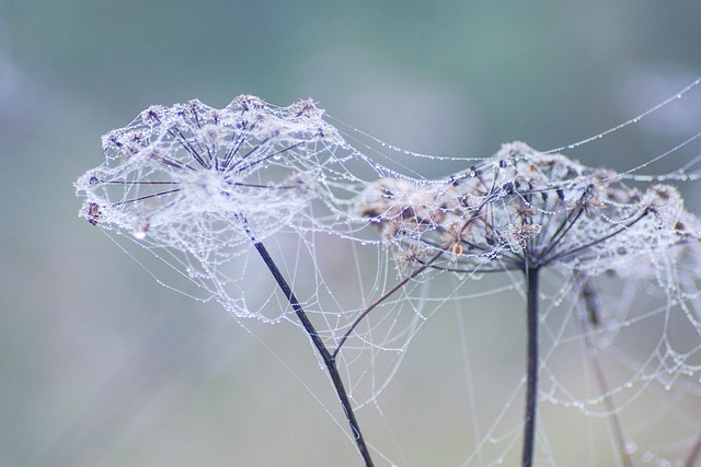 Free Spider'S Web Spider Web photo and picture