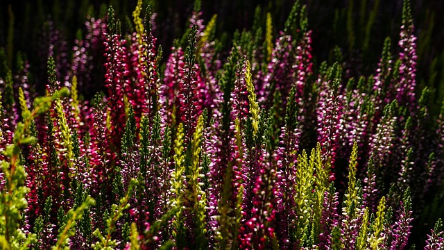 Free Fall Flower Background photo and picture