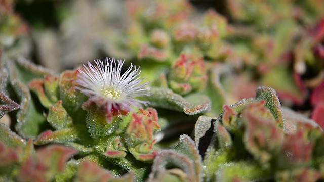 Flower Succulent Cactus - Free photo on Pixabay - Pixabay