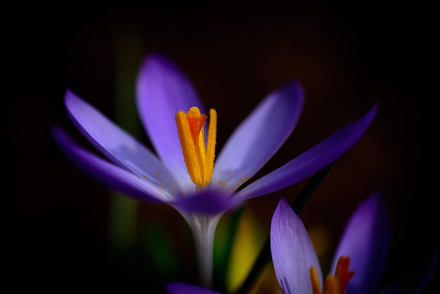 Free Spring Flowers photo and picture