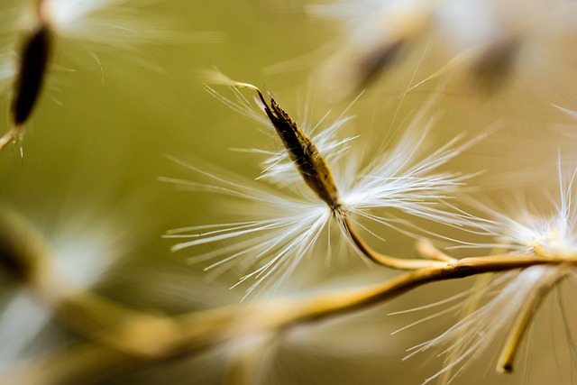 Free Spring Flowers photo and picture