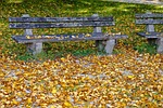 autumn, bank, leaves