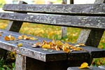 autumn, bank, leaves