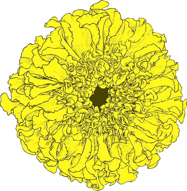 Morgenfrue, Tagetes, Blomst, Gul