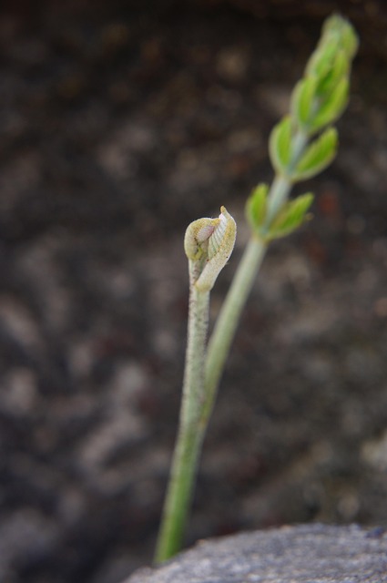 Free Clove Germ photo and picture