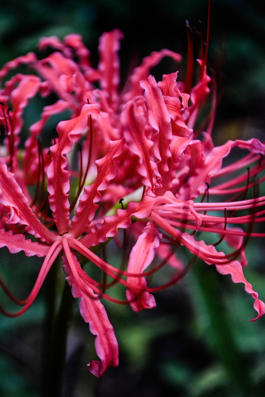 Cluster Amaryllis Red Licorice Free Photo On Pixabay