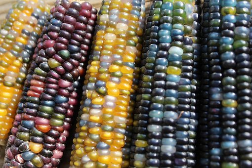 Free Corn Harvest photo and picture