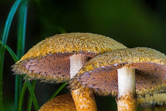 Free Mushroom Forest Mushroom photo and picture