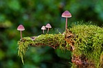 mushroom, moss, mini mushroom