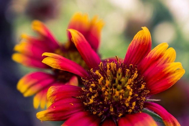 Free Flower Red photo and picture