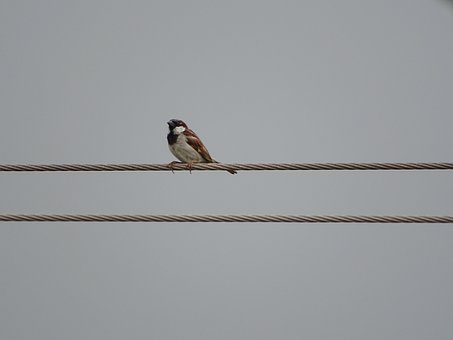 Spatz, Vögel, Natur, Tier, Tierwelt