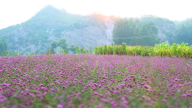 Lavanda, Papel Pintado De Flores