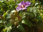 mallow, mallow shrub, shrub