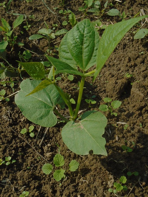 Free Green Beans Legume photo and picture