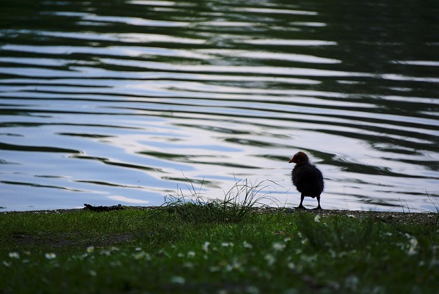 Free Fledgling Water photo and picture