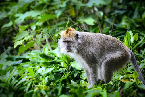 Affe, Tier, Grau, Zoo, Tierwelt, Wild