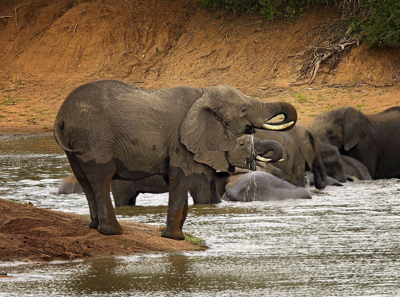 elephant-2798922_1280.jpg