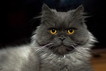 cat, kitten, meows