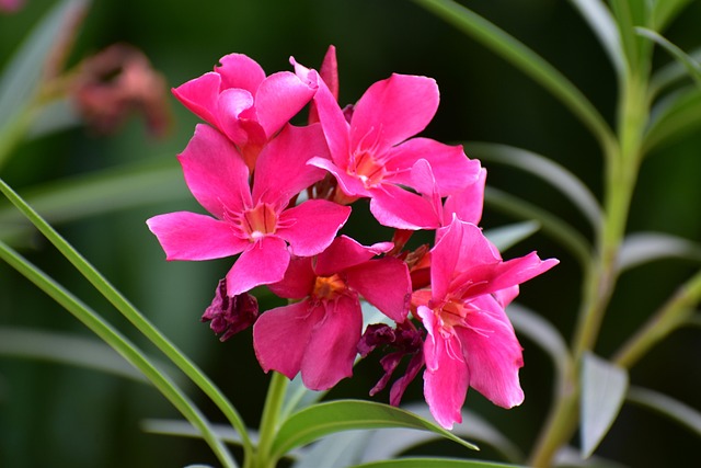 desert rose, sabi star, beautiful flowers, flower wallpaper, impala lily, flower background, adenium obesum, deep pink, flowers, nature
