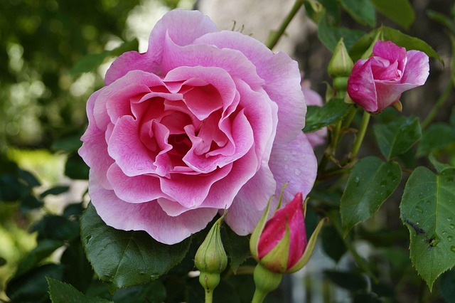 Free Rose Blossom photo and picture