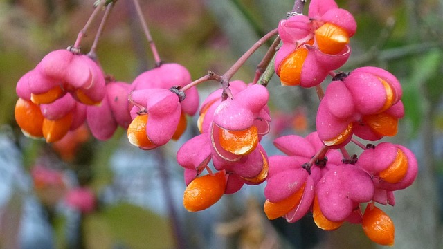Free Peacock Berry photo and picture