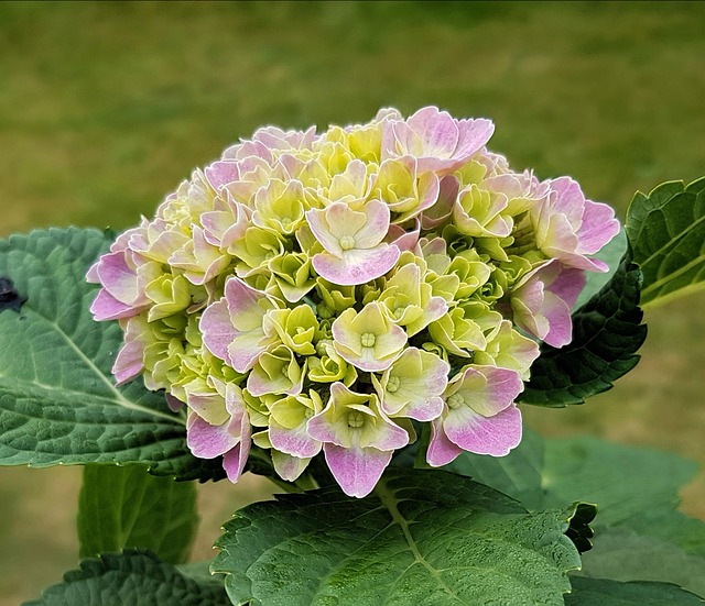 Free Flower Hydrangea photo and picture