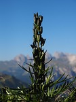 monkshood, follicles, seed capsules