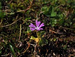 dwarf-primrose, flower, blossom