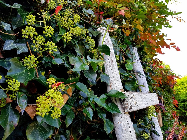 Free Ivy Garden photo and picture