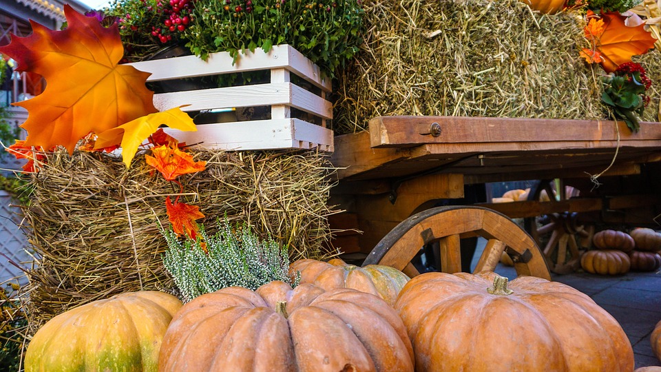 Holloween, Autumn, Fall, Orange, Thanksgiving, Pumpkin