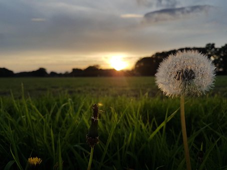 Sol, Natur, Blomst Baggrund