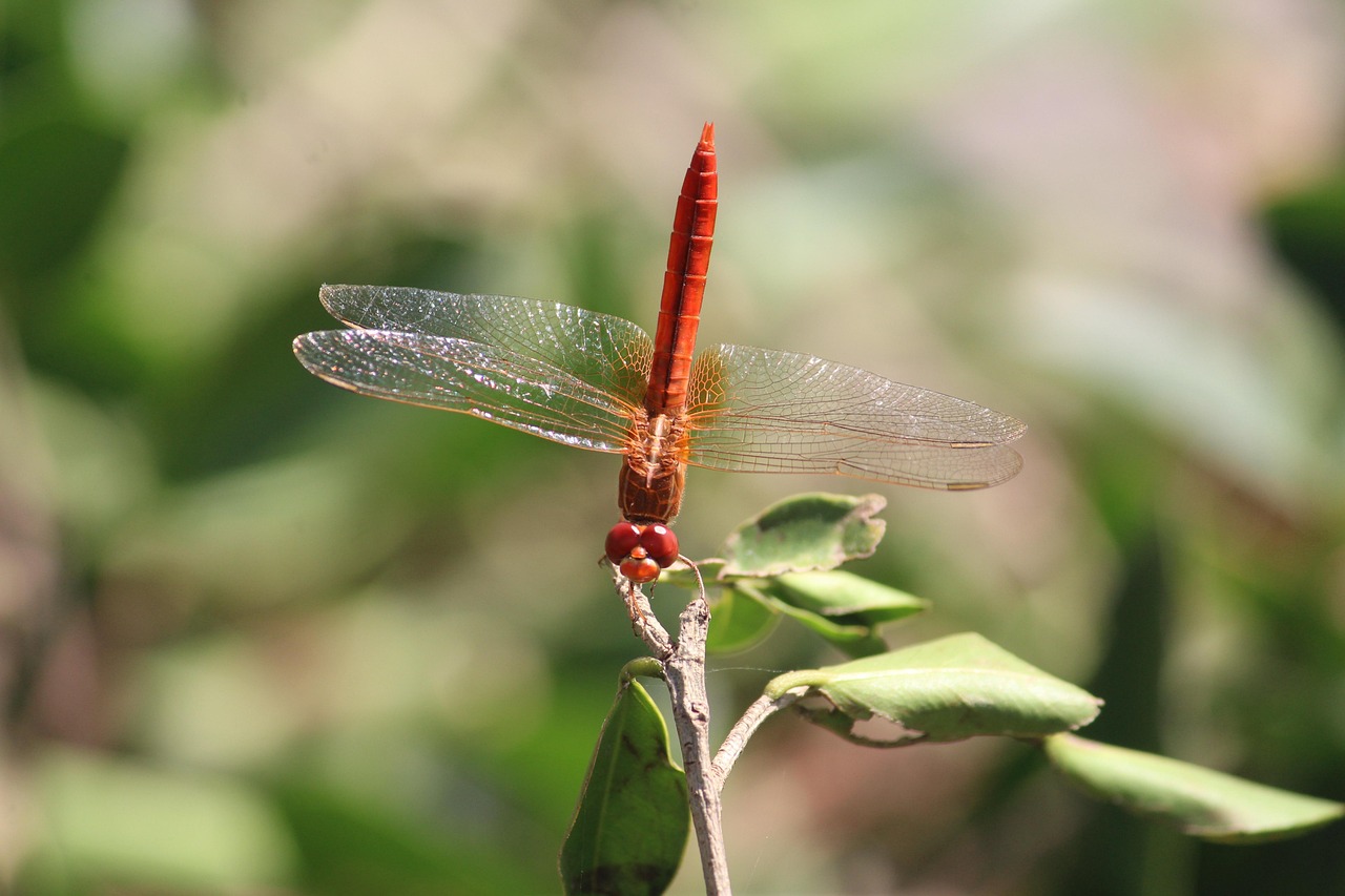 Dragonfly - free online jigsaw puzzle photo